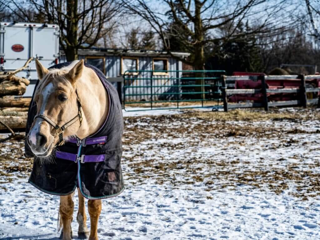 horse blanket