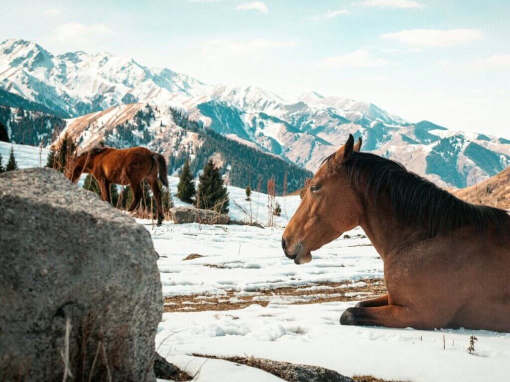 horse blanket