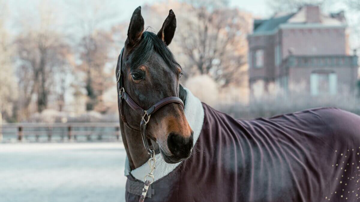 horse blanket