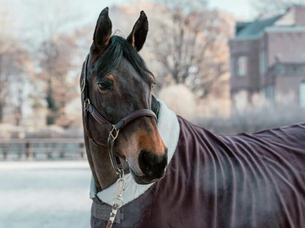 Horse Blanket Guide: Keeping Your Horse Comfortable & Safe All Winter