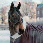 horse blanket