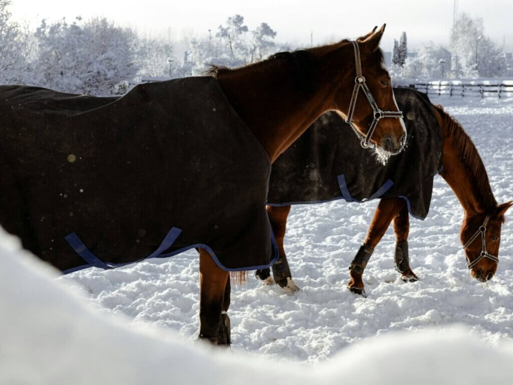 horse blanket