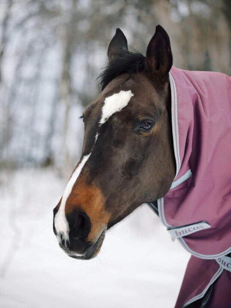 horse blanket