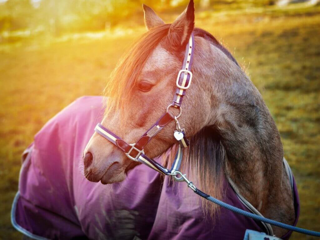 horse blanket